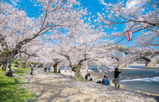 Tìm hiểu về hoa anh đào Nhật Bản – Quốc hoa của Nhật Bản