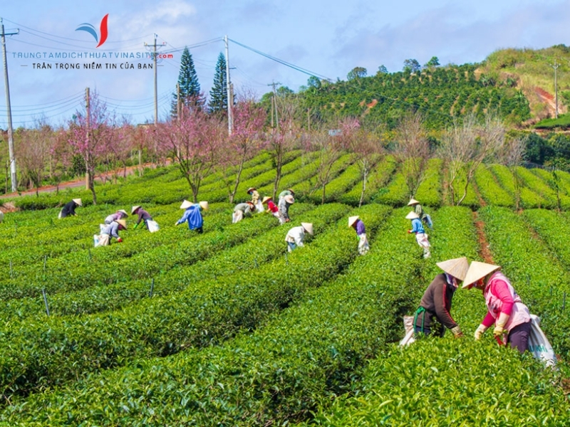  Hoa anh đào nở vào mùa nào?